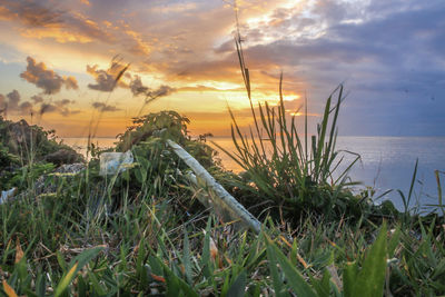 Plants growing on field against sky during sunset