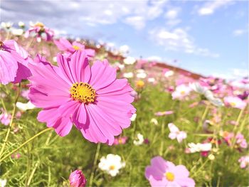 Close-up of pink cosmos flower on field