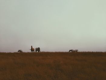 Horses in a field