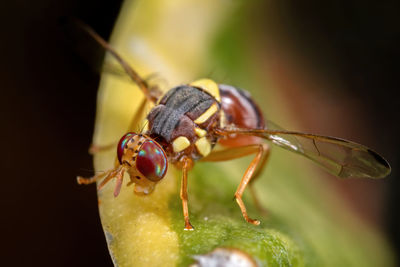 Close-up of insect