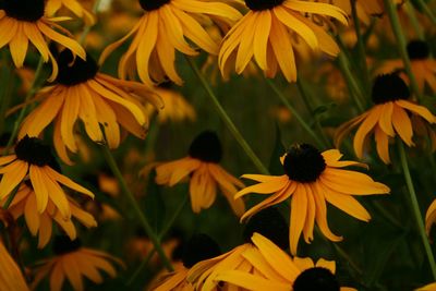 Close-up of yellow flowering plant