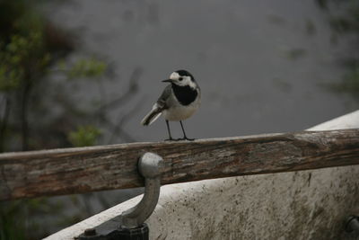 Seagull perching on wooden plank