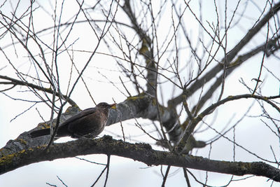 Low angle view of bird perching on branch against sky