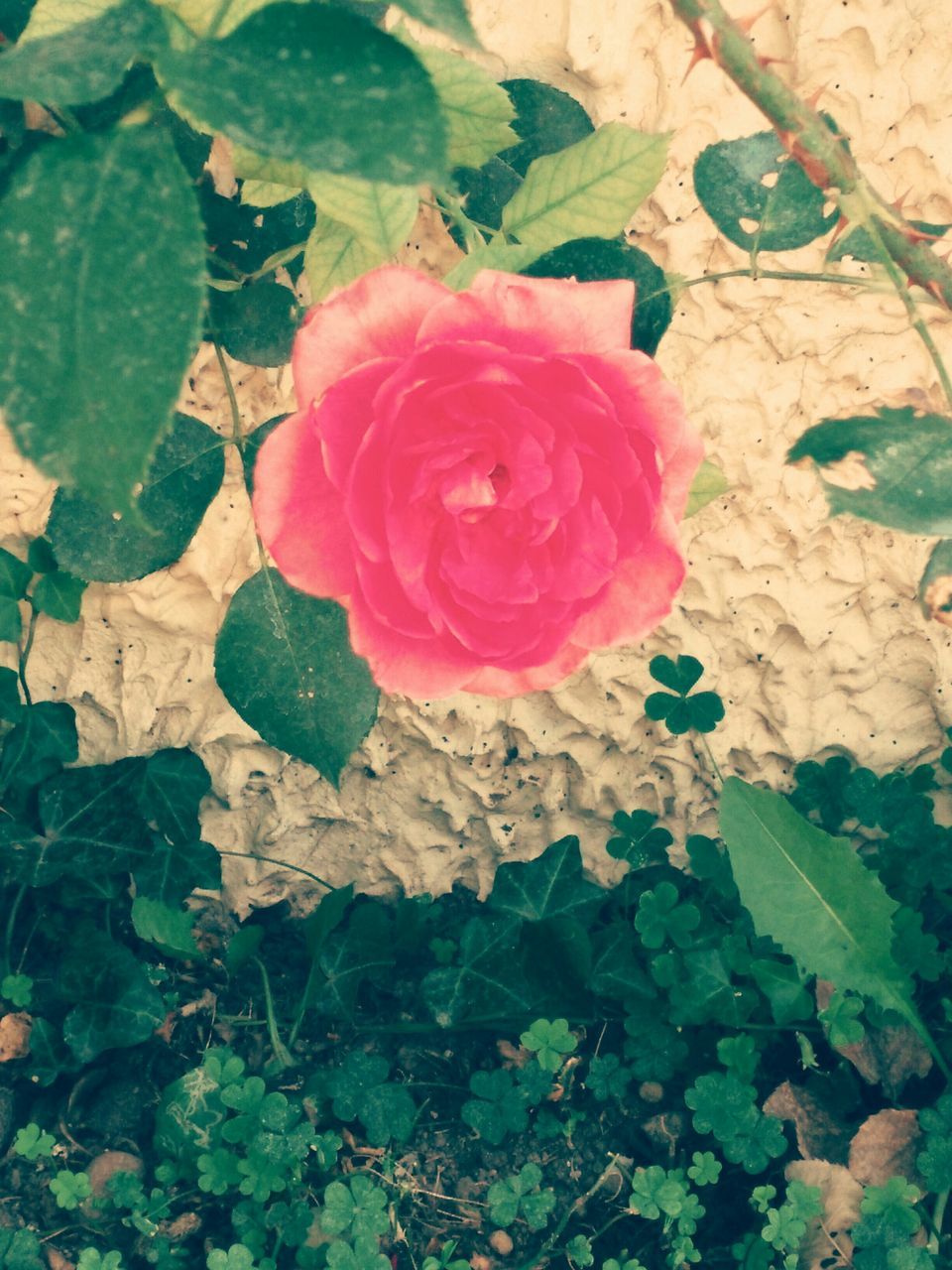 flower, leaf, petal, fragility, freshness, flower head, pink color, growth, plant, rose - flower, beauty in nature, nature, blooming, high angle view, single flower, close-up, green color, in bloom, outdoors, day