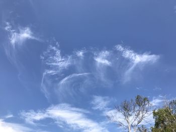 Low angle view of trees against blue sky