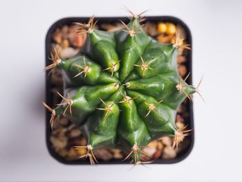 Close-up of succulent plant