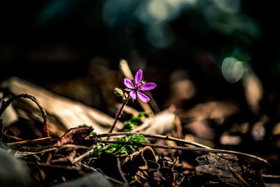 Close-up of pink flowering plant