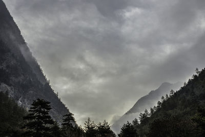 Low angle view of trees against sky