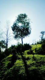 Trees in forest against clear sky