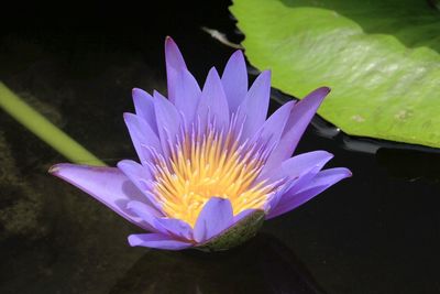 Close-up of fresh purple water lily in pond