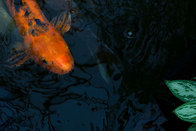 Close-up of koi fish in water