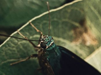 Close-up of insect on leaf