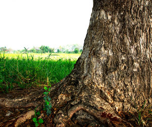 Scenic view of trees on field against clear sky