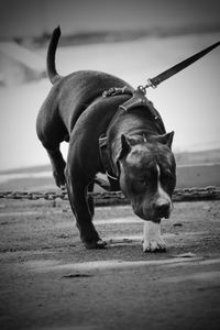 Close-up portrait of pit bull terrier walking on footpath
