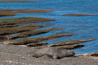 View of animal resting on beach