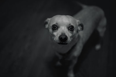 High angle view of portrait of dog