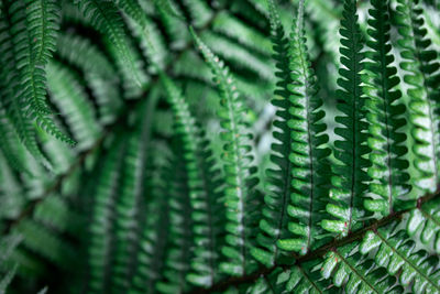 Close-up of palm tree