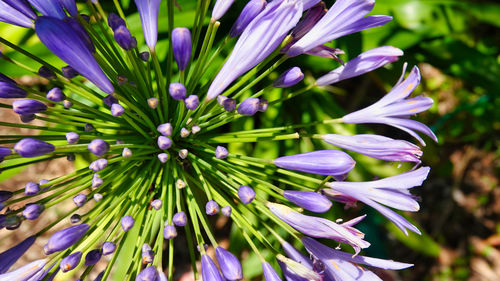 Close-up of purple flowering plants