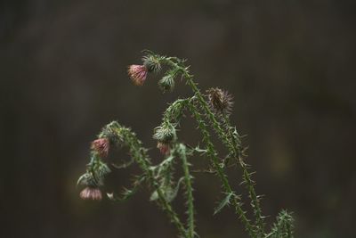 Close-up of plant