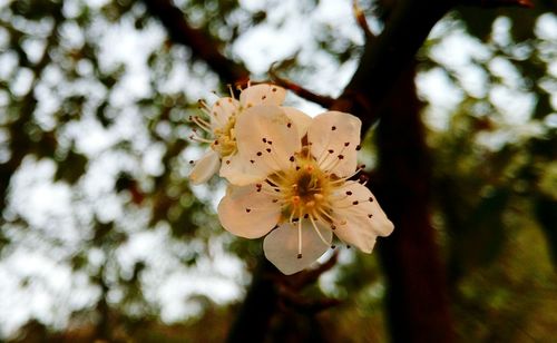 Close-up of fresh white flower tree