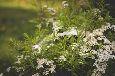 Close-up of white flowering plants in garden