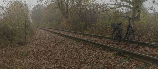 Railroad tracks amidst trees in forest