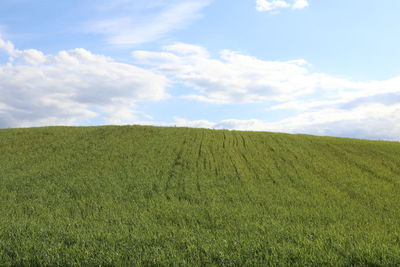 Scenic view of agricultural field against sky