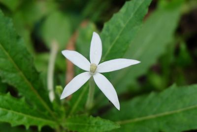 Close-up of white flower blooming outdoors