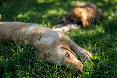 View of dog resting on field