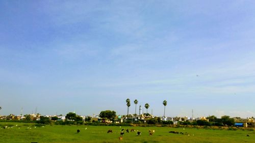 Scenic view of golf course against clear sky