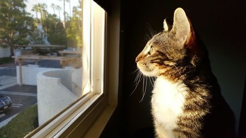 Side view of cat looking through window at home