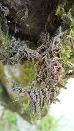 Close-up of tree trunk in forest