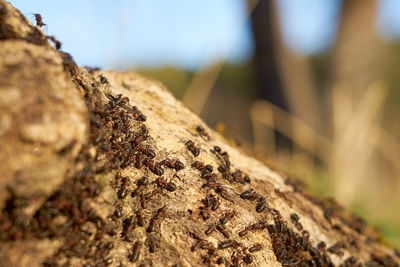 Close-up of lizard on tree trunk