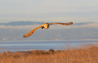 Barn owl flying in the grassland