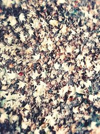 High angle view of flowering plant on field