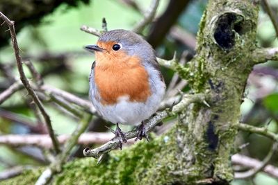 Close-up of bird perching on branch
