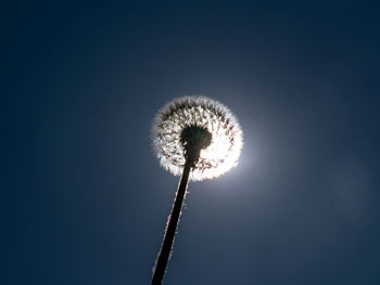 Low angle view of dandelion against sky