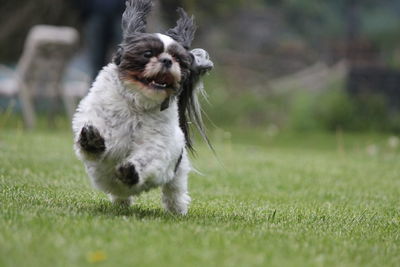 Puppy running on grass at park