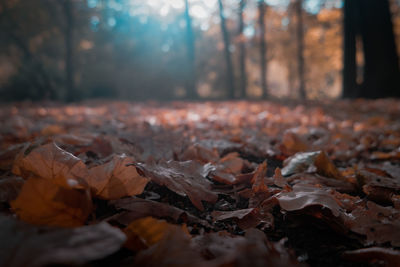 Close-up of dry maple leaves on road