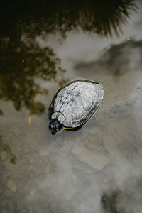 High angle view of turtle in lake