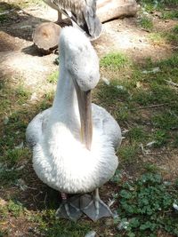 High angle view of white bird on field