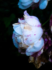 Close-up of rose flower