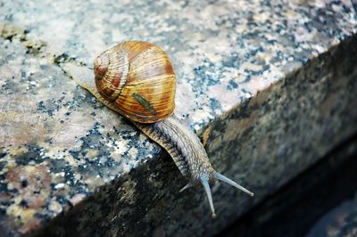 Close-up of snail