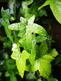 Close-up of wet green leaves on plant