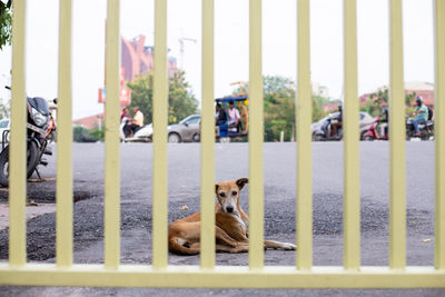 Dogs sitting on metal fence