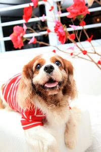 Close-up portrait of dog