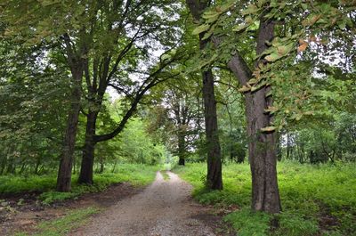 Dirt road amidst trees in forest