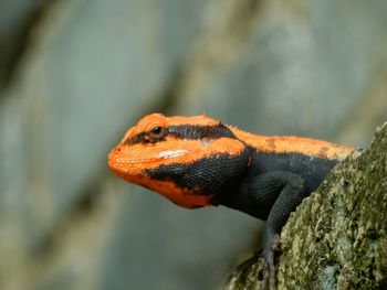 Close-up of a lizard on rock