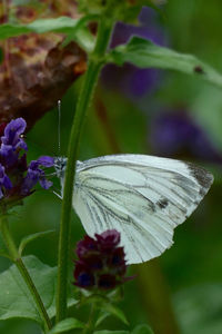 Close-up of butterfly perching on flower