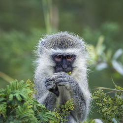 Portrait of a monkey